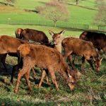 Visit to Ashton Court Deer Park: 22nd Sept 2021